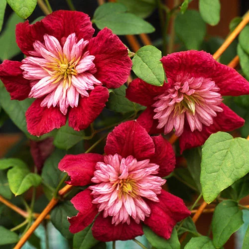gardeningdirect2982881