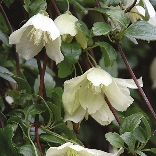 gardeningdirect2982942