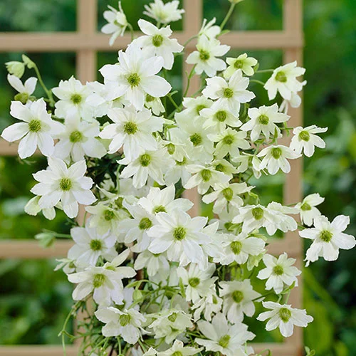 gardeningdirect2982962