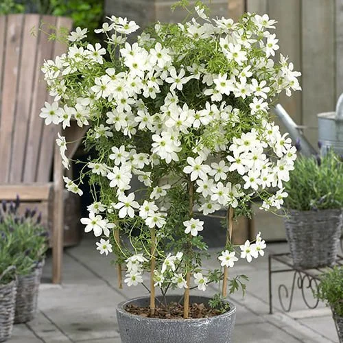 gardeningdirect2982978