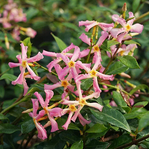 gardeningdirect2982996