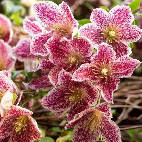 gardeningdirect2983034