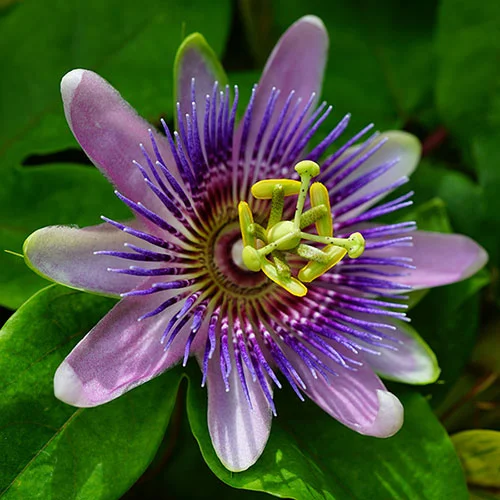 gardeningdirect2983087