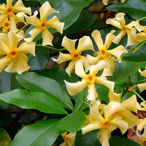 gardeningdirect2983127