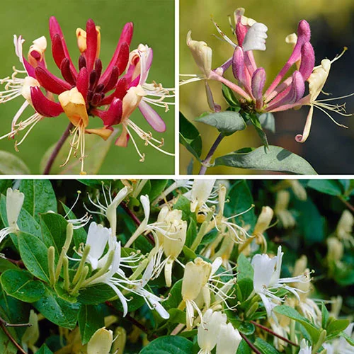 gardeningdirect2983206