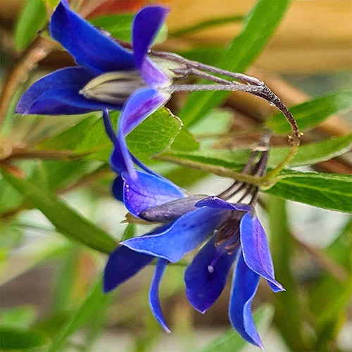 gardeningdirect2983227