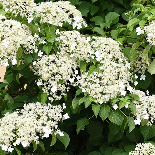 gardeningdirect2983247