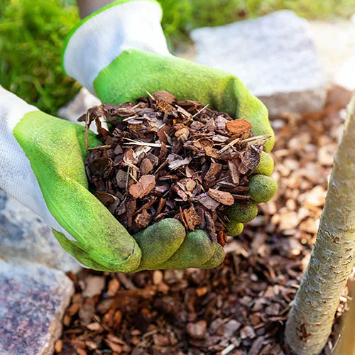 gardeningdirect2983340