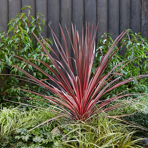 gardeningdirect2983437