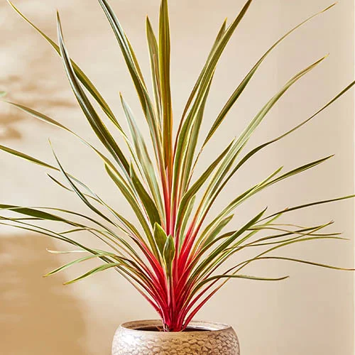 gardeningdirect2983477