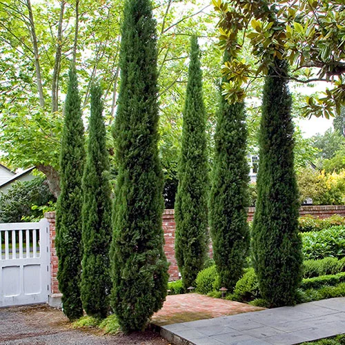 gardeningdirect2983500