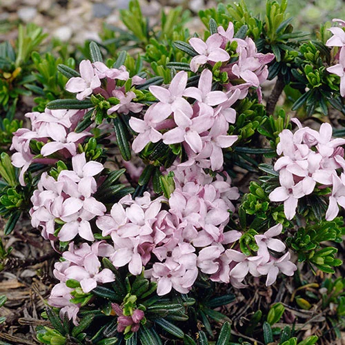 gardeningdirect2983543