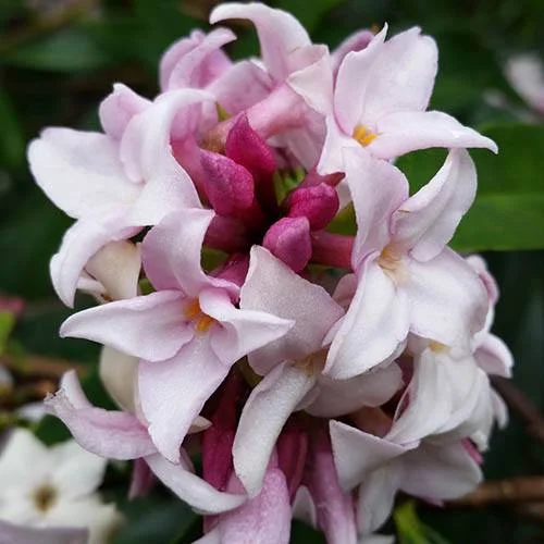 gardeningdirect2983558