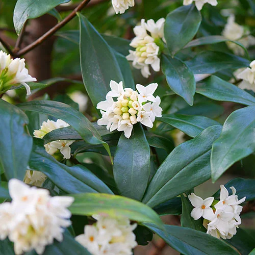 gardeningdirect2983576