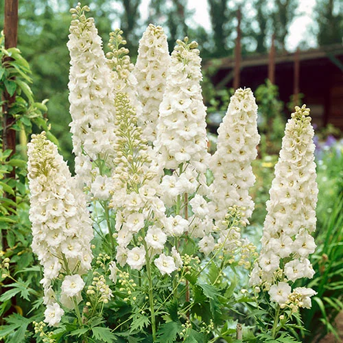 gardeningdirect2983621