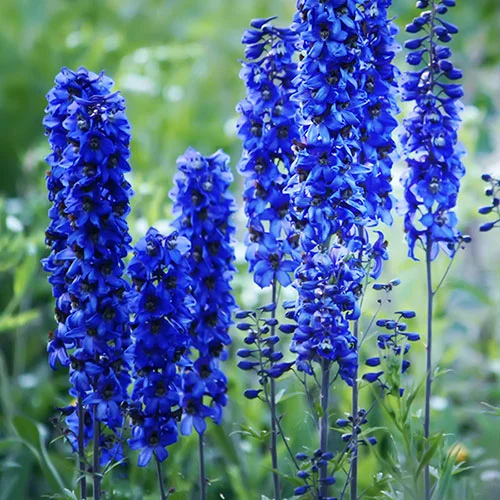 gardeningdirect2983642