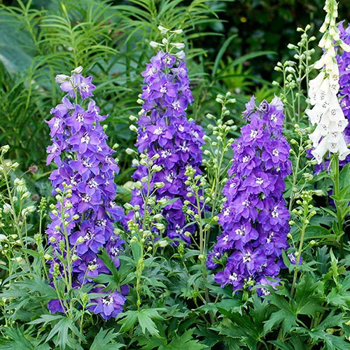 gardeningdirect2983684