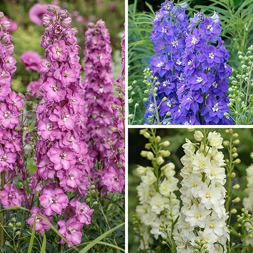 gardeningdirect2983730