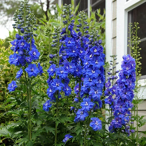 gardeningdirect2983749