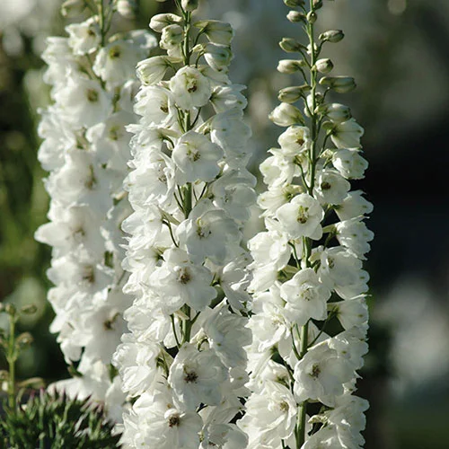 gardeningdirect2983766