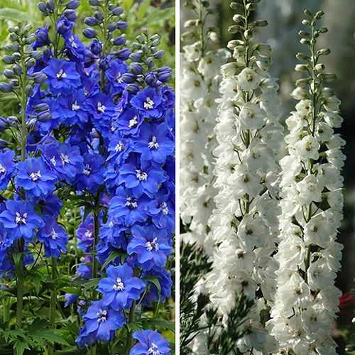 gardeningdirect2983785