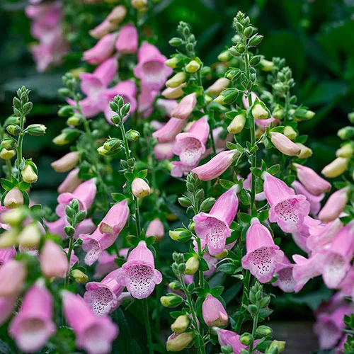gardeningdirect2983828