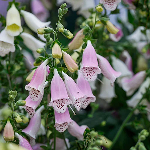 gardeningdirect2983845