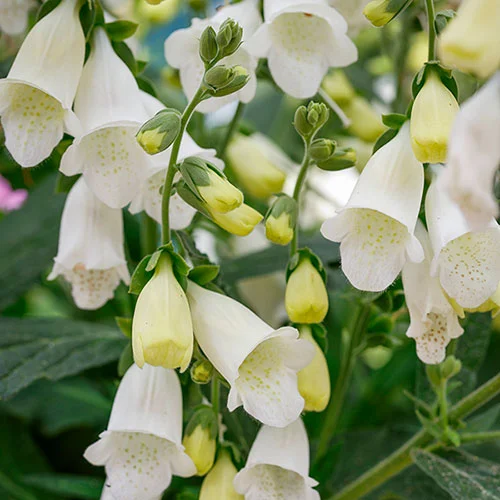 gardeningdirect2983857