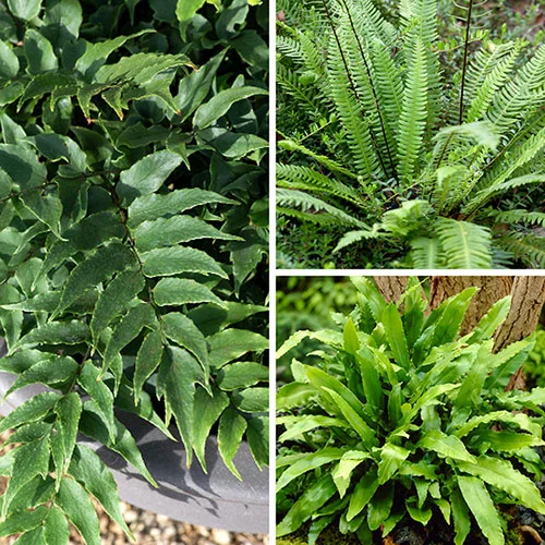 gardeningdirect2984173