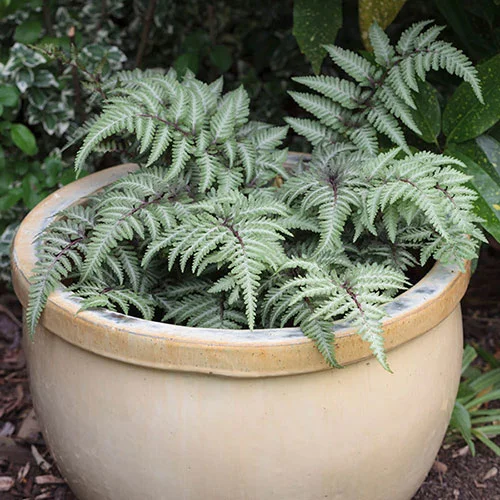 gardeningdirect2984190