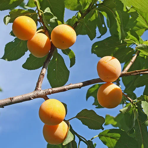 gardeningdirect2984487