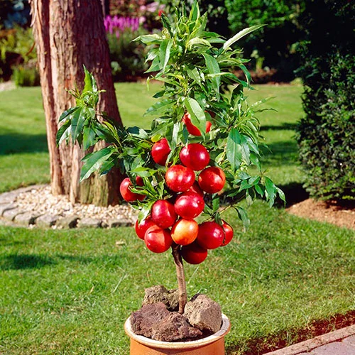 gardeningdirect2984512