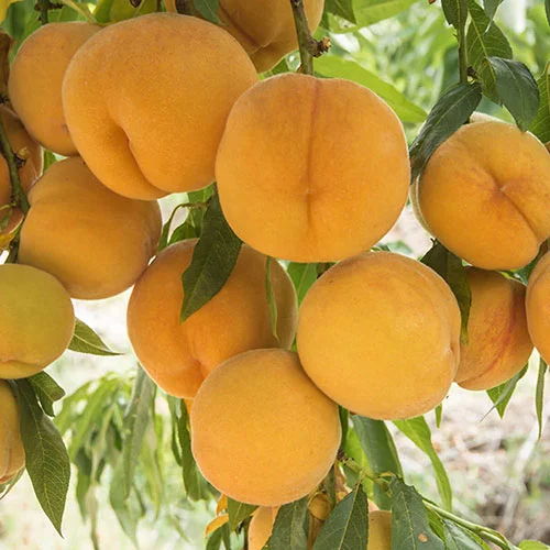 gardeningdirect2984680