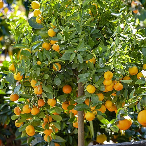 gardeningdirect2984800