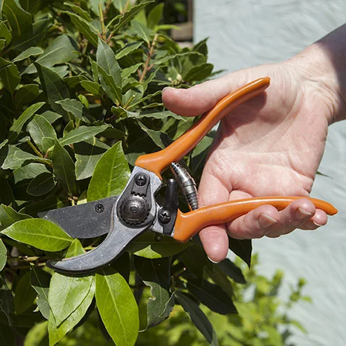 gardeningdirect2985040