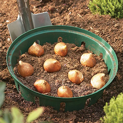 gardeningdirect2985058