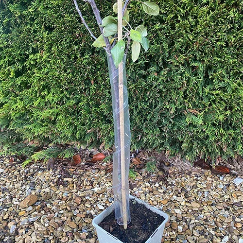 gardeningdirect2985107