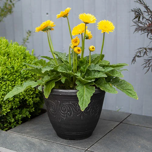 gardeningdirect2985439