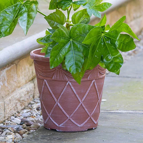 gardeningdirect2985488