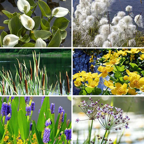 gardeningdirect2986532
