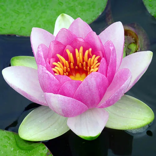 gardeningdirect2986550