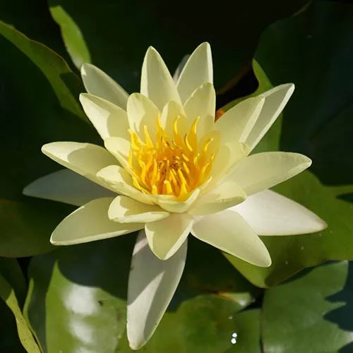 gardeningdirect2986567
