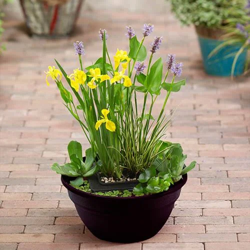 gardeningdirect2986585