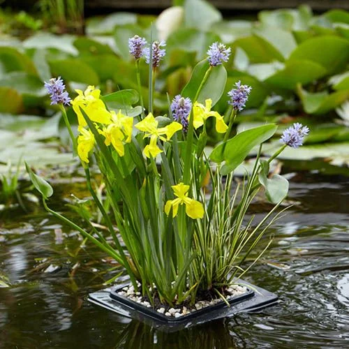 gardeningdirect2986604