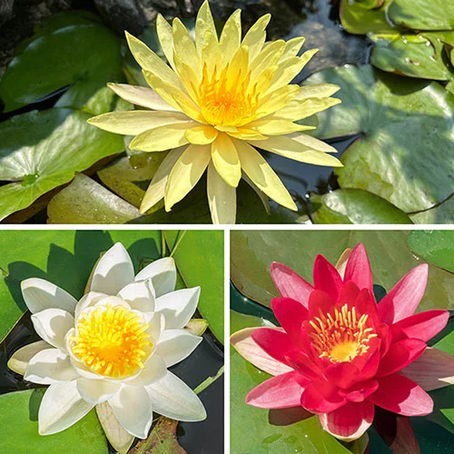 gardeningdirect2986621