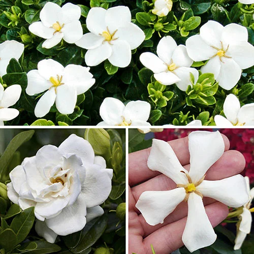 gardeningdirect2986657