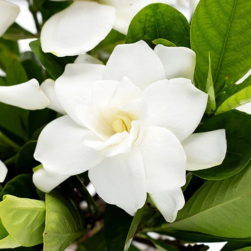 gardeningdirect2986676