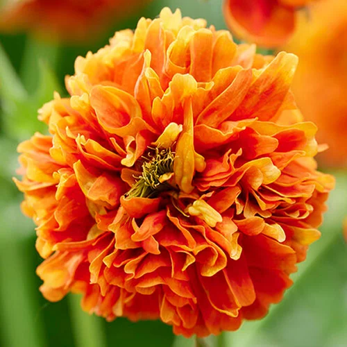 gardeningdirect2986713