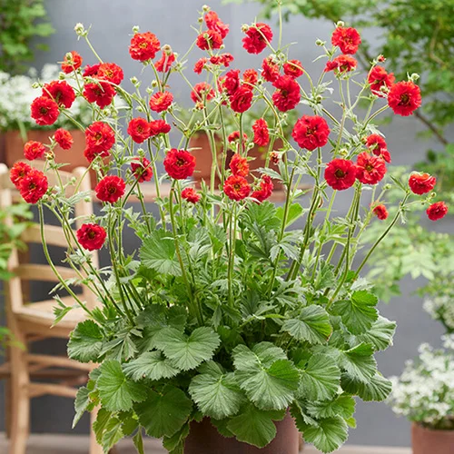 gardeningdirect2986741