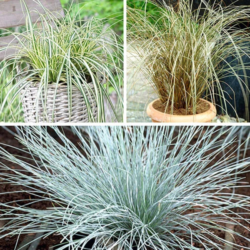gardeningdirect2986914